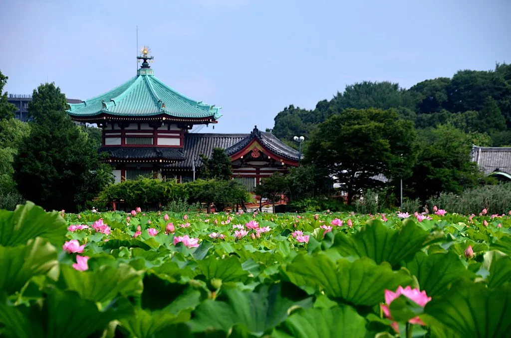 Shinobazu Pond